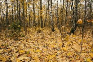 the autumn wood photo