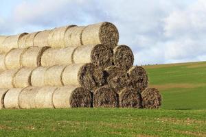 haystacks piled straw photo