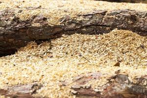 wood shavings. close-up photo