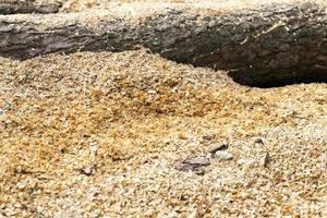 wood shavings. close-up photo