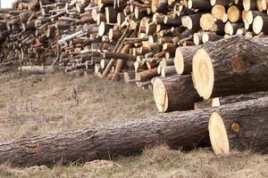 harvested wood, close-up photo