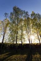 trees in spring photo