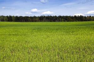 sprouted cereal. Spring photo