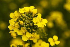 rapeseed field. Spring photo