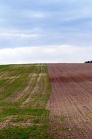 agricultura. cereales. primavera foto