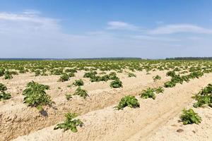 un campo agrícola donde se cultivan patatas foto