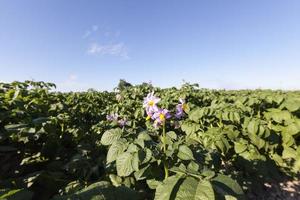 potatoes are grown photo