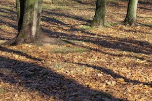 maple trees during autumn photo