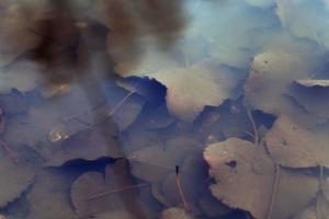 leaves of trees in muddy water photo