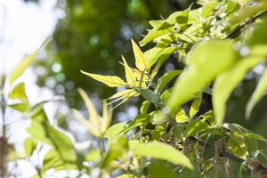 ceniza verde, primer plano foto