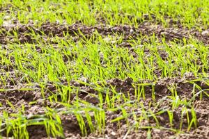 Fresh wheat, close up photo