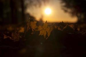 luz del sol en el otoño foto