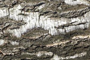 bark of the birch tree photo