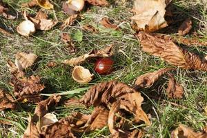 ripe chestnut, close up photo