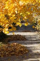 different plants during the autumn season photo