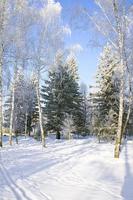 sparks of sunlight in the frosty air during a walk in the winter park on frosty days photo