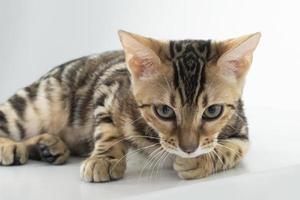 encantador gato bengalí posando en un estudio fotográfico foto