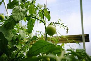 ripening of tomato fruits among green foliage in a greenhouse on a summer day photo