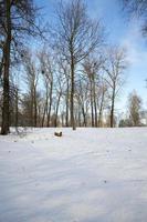 snow covered trees photo