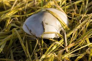 mushroom in the grass photo
