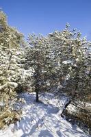 bosque de pinos en invierno foto