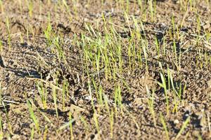 stalk of wheat, frost photo