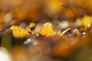 Yellow fallen leaves photo