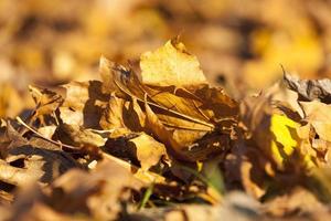 Yellow fallen leaves photo