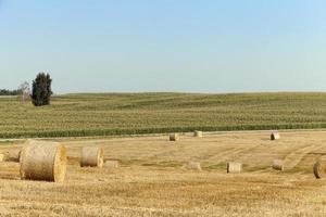 haystacks in a field of straw photo