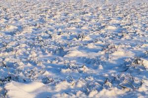 After snowfall, close up photo