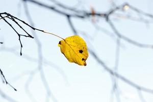 Autumn in the forest photo