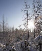 young forest in winter photo