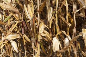 Ripe corn, close up photo