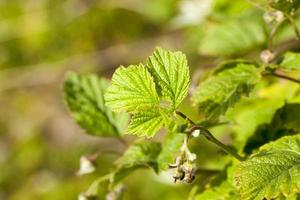 fresh foliage of raspberry photo