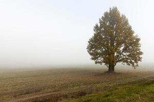 field and tree, fog photo