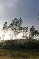 broken trees after a storm photo