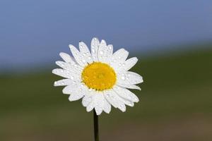 White daisies, close up photo