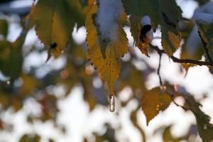 Forest in winter photo