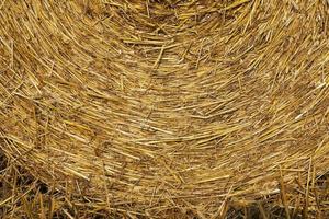 stack of straw in the field photo