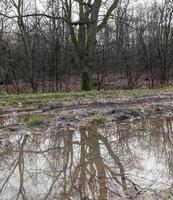 Reflection of trees, close up photo