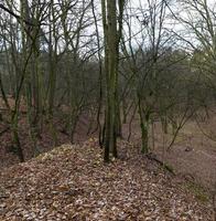 Late autumn, forest photo