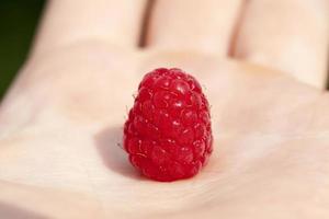 raspberries in hand photo