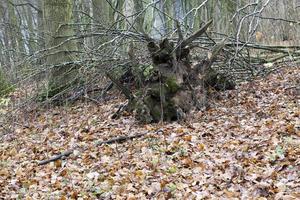 Trees in autumn photo