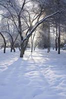 chispas de luz solar en el aire helado durante un paseo por el parque de invierno en días helados foto