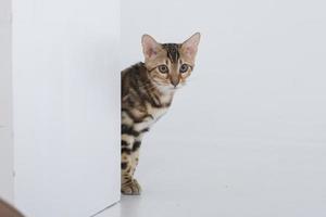 charming bengal cat posing in a photo studio