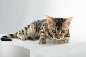 charming bengal cat posing in a photo studio