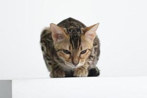 charming bengal cat posing in a photo studio