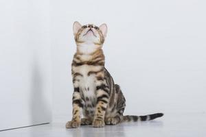 charming bengal cat posing in a photo studio