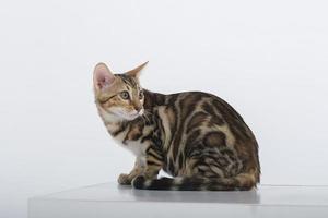 charming bengal cat posing in a photo studio