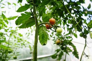 ripening of tomato fruits among green foliage in a greenhouse on a summer day photo